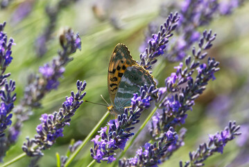 Silver-washed Fritillary butterfly (Argynnis paphia) sitting on lavender in Zurich, Switzerland