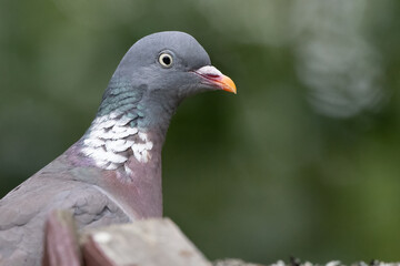 Common Wood Pigeon (Columba palumbus)
