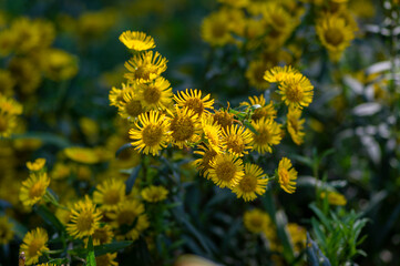 Inula britannica british yellowhead meadow fleabane flowers in bloom, yellow autumnal flowerin plant