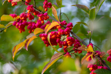 Euonymus europaeus european common spindle capsular ripening autumn fruits, red to purple or pink colors with orange seeds