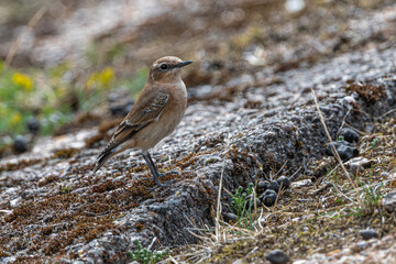 Northern Wheatear or Wheatear (Oenanthe oenanthe)