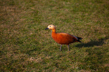 red duck ogar sits on the green grass in autumn in the park - obrazy, fototapety, plakaty