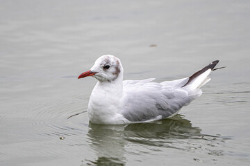 Juvenile Black-headed Gull (Chroicocephalus ridibundus)