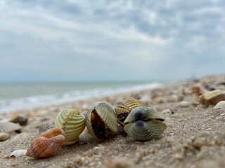seashell on the beach