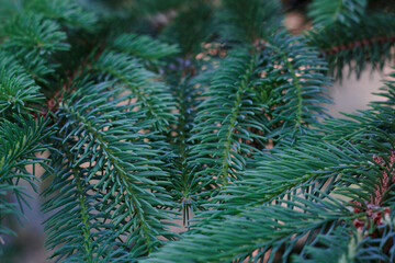 Green branches of a fir tree with close up. Christmas tree background.