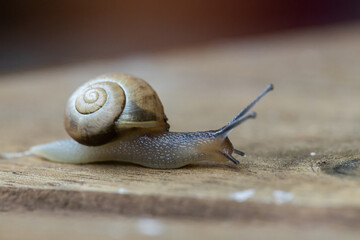 Schnecke