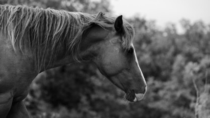 Mare horse portrait close up during summer on ranch with shallow depth of field.