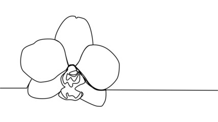 Hand drawn orchid flowers. One line drawing. Minimalist art.