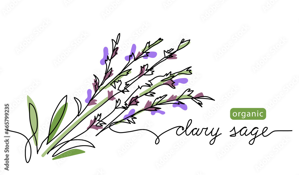 Canvas Prints clary sage herb color vector illustration, drawn sketch for label design. one continuous line art dr