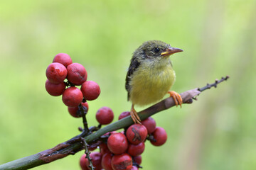 Young olive backed sunbird waiting to be fed