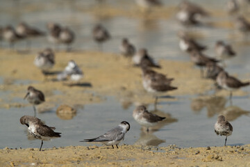 Selective focus on Saunders tern in the mid os dunlins at Busaiteen coast, Bahrain