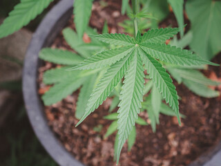 Cannabis plants growing at outdoor farms. Texture marijuana leaves. Close-up photo. Concept of cannabis plantation for medical and business