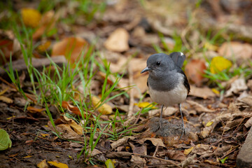 The Oriental magpie-robin (Copsychus saularis) is a small passerine bird that was formerly classed as a member of the thrush family Turdidae