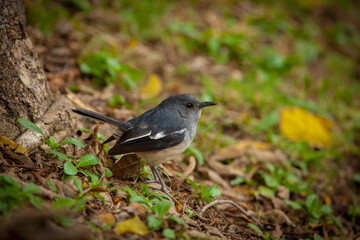 The Oriental magpie-robin (Copsychus saularis) is a small passerine bird that was formerly classed as a member of the thrush family Turdidae