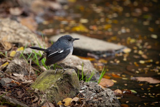 The Oriental magpie-robin (Copsychus saularis) is a small passerine bird that was formerly classed as a member of the thrush family Turdidae