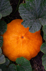 Obraz premium a large orange pumpkin lying on the ground between the beds