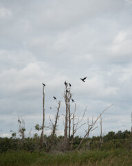 birds flying to dry trees