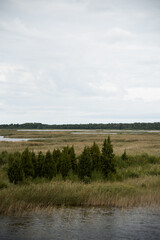 reed field over the lake with pine trees in painting green colours