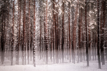 Forest painting winter background