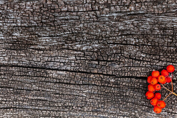 natural wooden background on which rowan berries lie