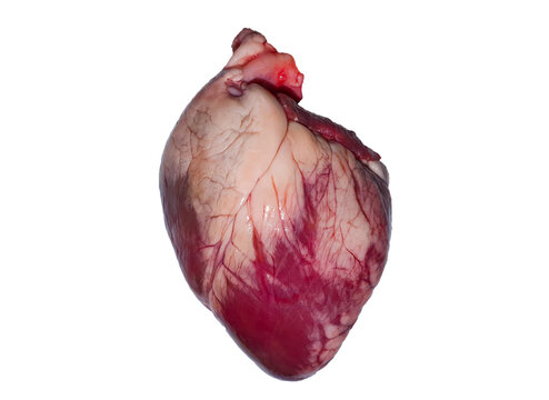 a close-up with a real heart on a white background