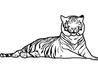 Drawing Bengal Tiger locking  or big cat