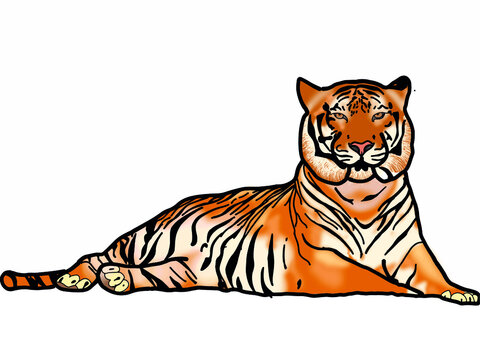 Drawing Bengal Tiger locking  or big cat