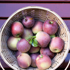 Apple Basket