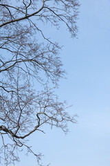 Bare tree branches against blue sky
