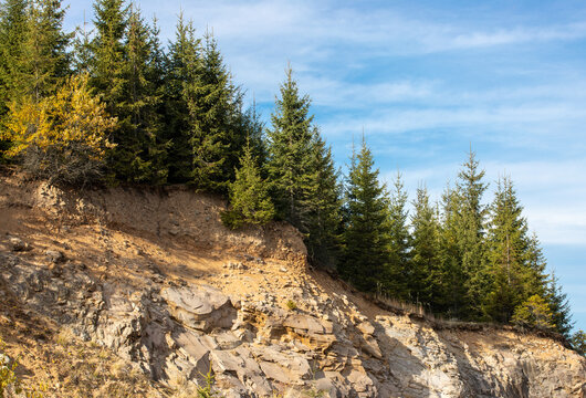 a fir forest on the edge of a precipice