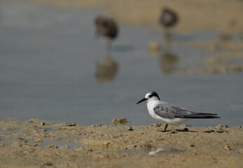 A juvenile Saunders tern at Busaiteen coast, Bahrain