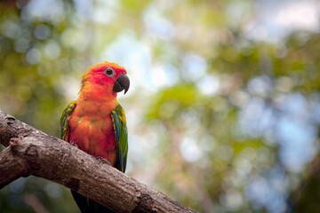 Lovebird is the common name for the genus Agapornis, a small group of parrots in the Old World parrot family Psittaculidae