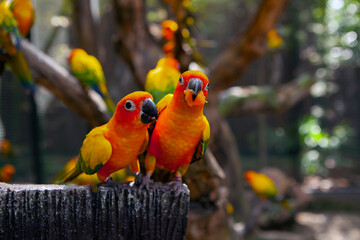 Lovebird is the common name for the genus Agapornis, a small group of parrots in the Old World parrot family Psittaculidae