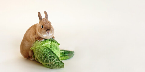 Little cute rabbit on beige background with cabbage.