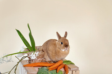 Bunny easter fluffy baby brown rabbit with green vegetables, carrots, on beige background.