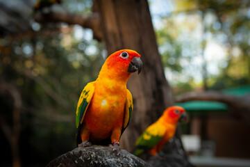 Lovebird is the common name for the genus Agapornis, a small group of parrots in the Old World parrot family Psittaculidae