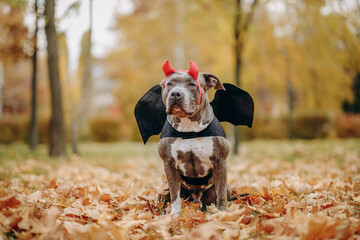 American Bully dog dressed in a costume for the celebration of Halloween. A dog in a vampire bat...