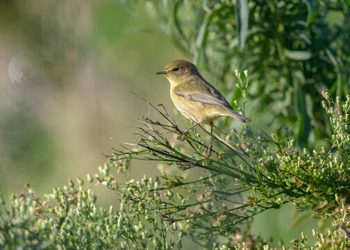 Willow warbler Phylloscopus trochilus perched on plants in scrubland