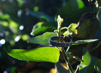 Anillo sic parvis magna uncharted