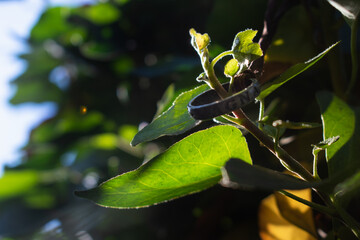 Anillo sic parvis magna uncharted