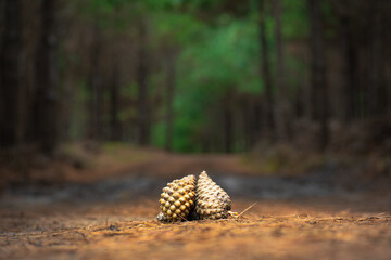 Semillas de pino posadas en el camino del bosque