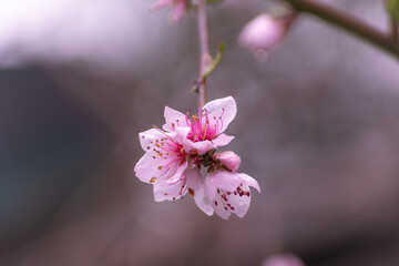 Flor de cerezos rosadas