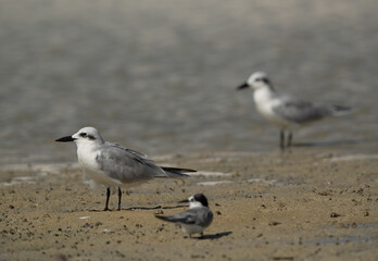 Gull-billed terns at Busaiteen coast, Bahrain