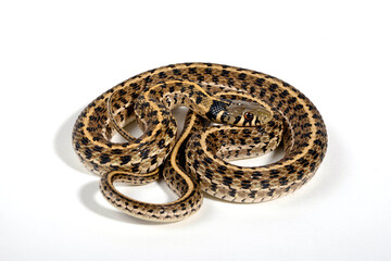 Checkered garter snake // Karierte Strumpfbandnatter (Thamnophis marcianus)