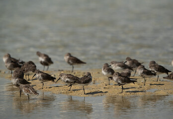 Dunlins at Busaiteen coast, Bahrain