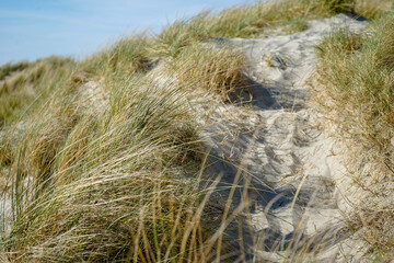 Grass growing from a sand dune