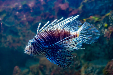 pterois volitans against the backdrop of a coral reef