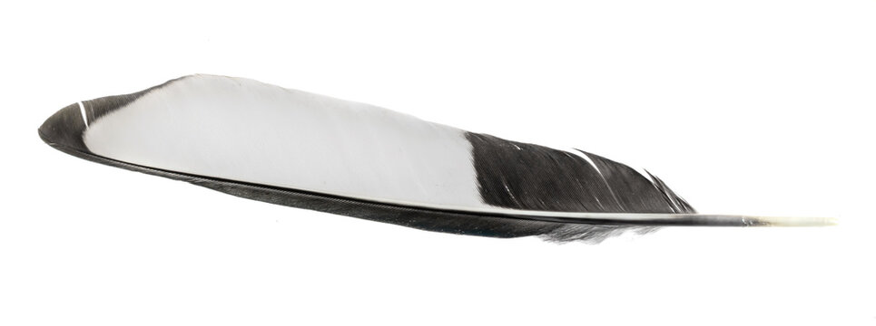 white and black magpie feather on a white isolated background