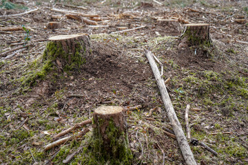 Fototapeta premium Freshly cut down tree stumps in a forest