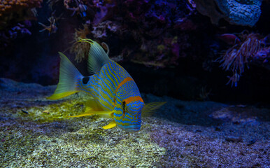 poisson exotique aquarium tropical fond marin